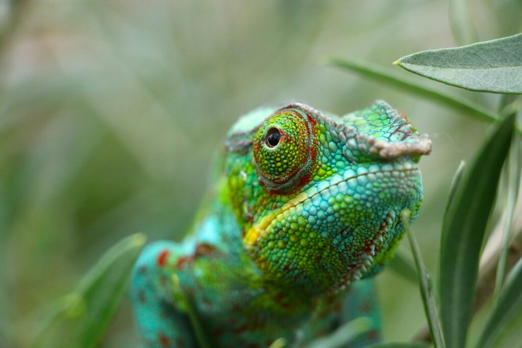 Caméléon, Madagascar