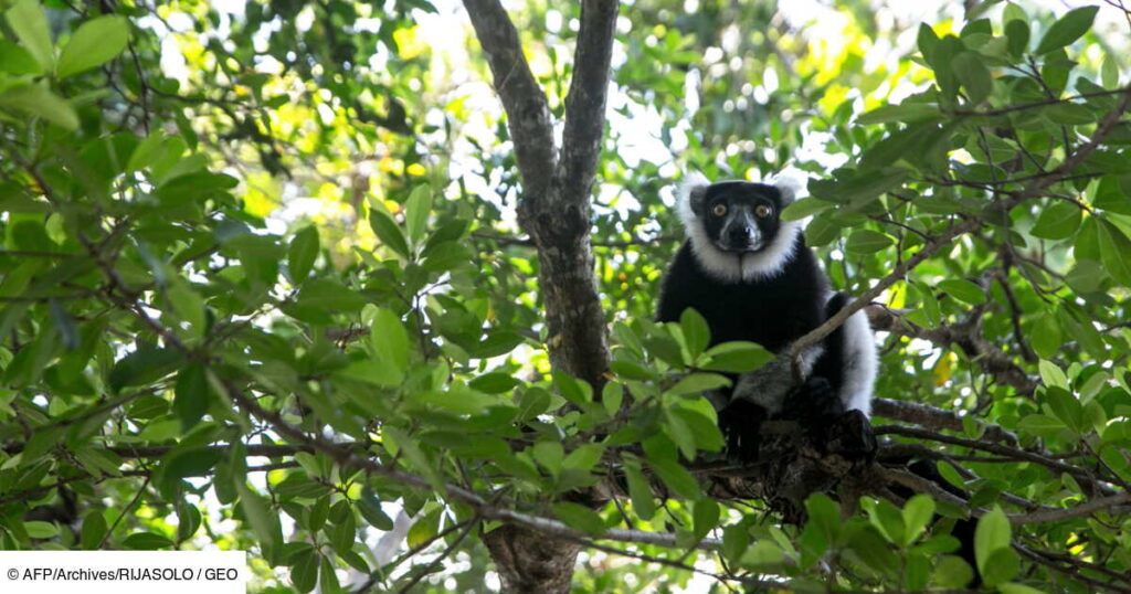 Madagascar: lemurs are blowing, tourism and the forest are suffering