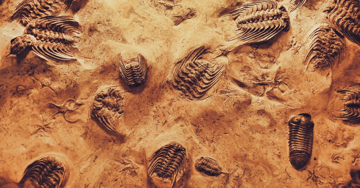 Discover treasures of the past with our article on recent archaeological discoveries that reveal fascinating information about our ancestors and their way of life. Immerse yourself in history through captivating excavations and revealing artefacts.