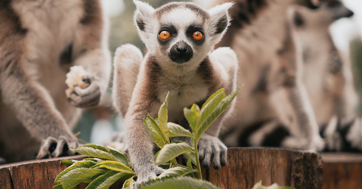 Discover Madagascar, a paradise island rich in biodiversity, with its magnificent beaches, its unique lemurs and its fascinating culture. Prepare your trip to an exotic and unforgettable destination.
