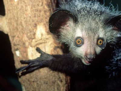 Aye-Aye, Daubentonia Madagascariensis