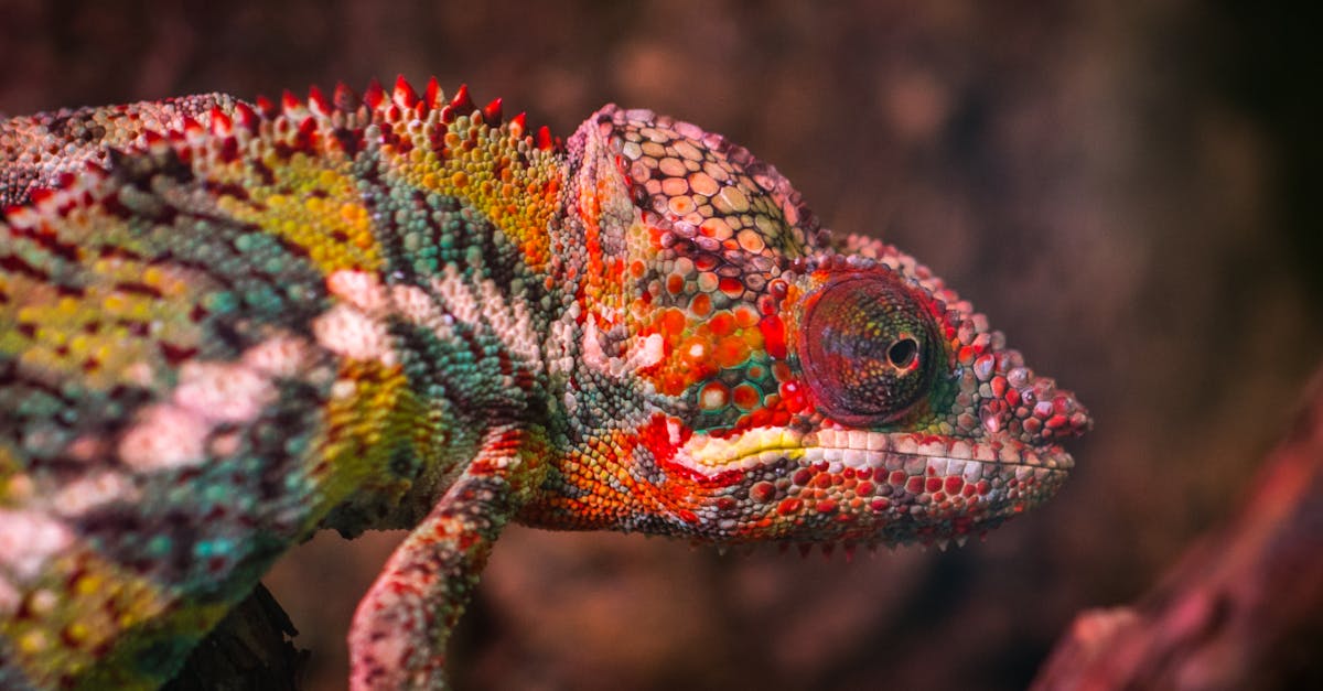 Discover Madagascar, the natural treasure island, famous for its unique biodiversity, its heavenly beaches and its spectacular landscapes. Go on an adventure on this essential destination of the Indian Ocean.