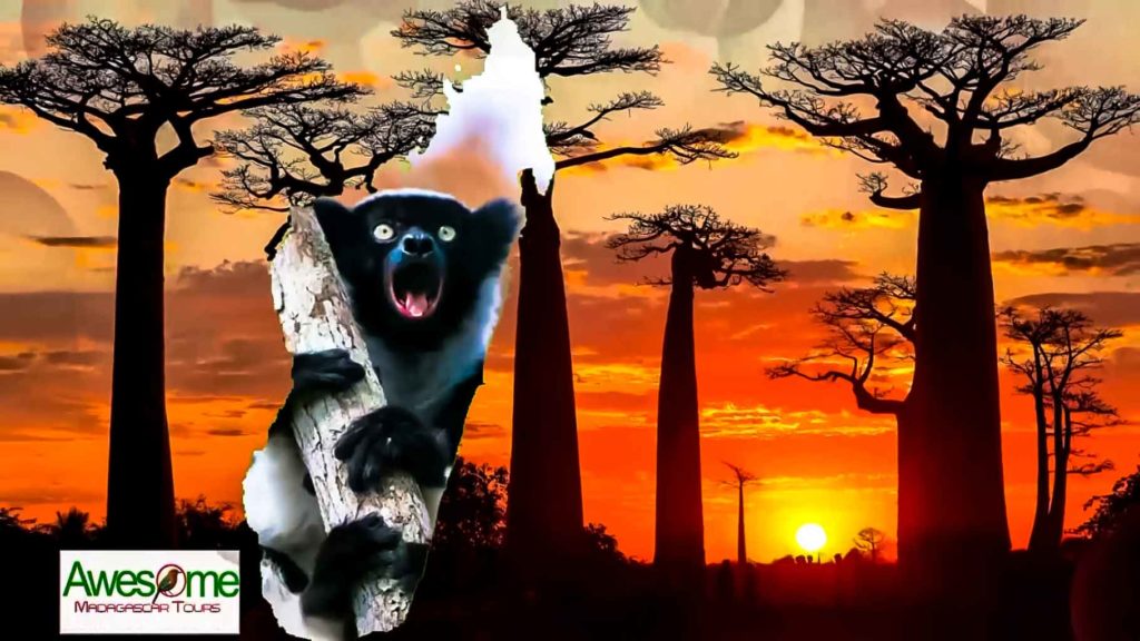 Sunset in Baobab Alley