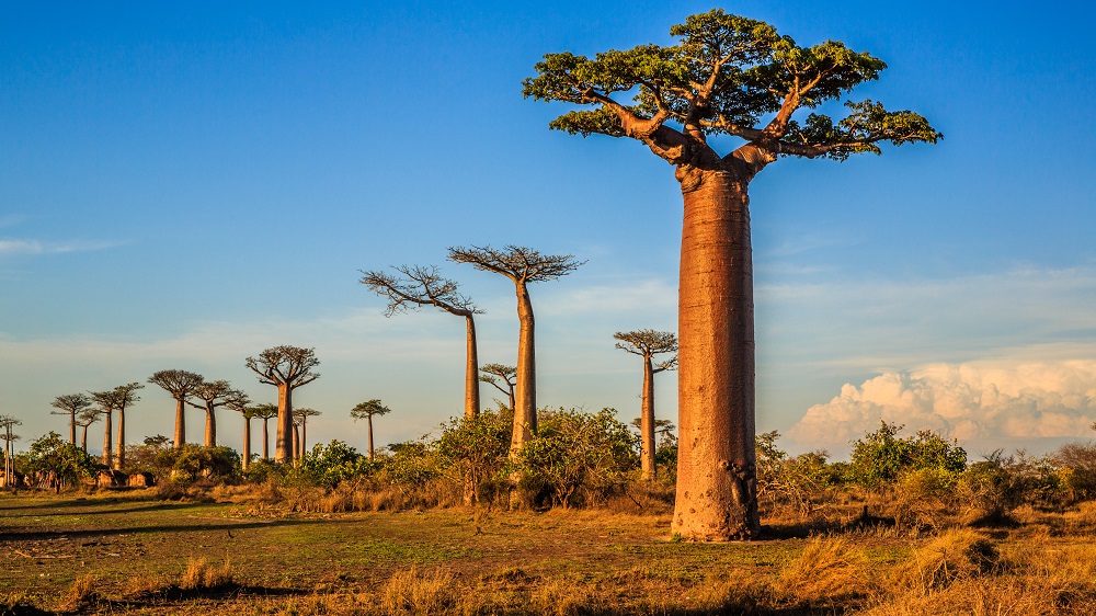 Travel formalities: Madagascar reinstates its e-visa